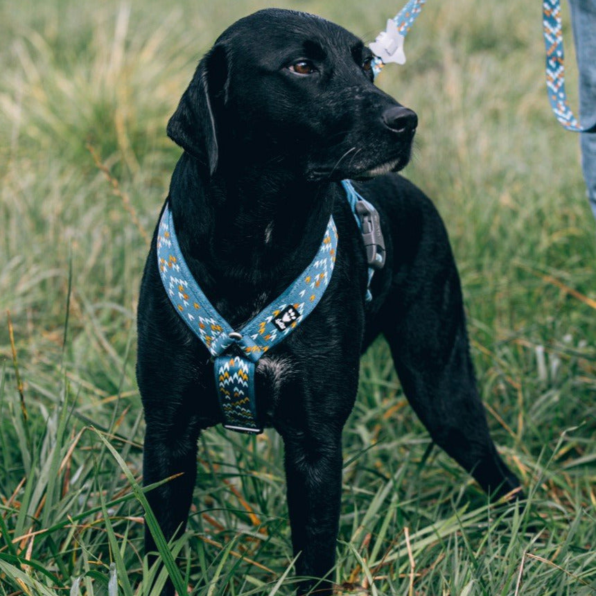 Hurtta collection outlet dog harness