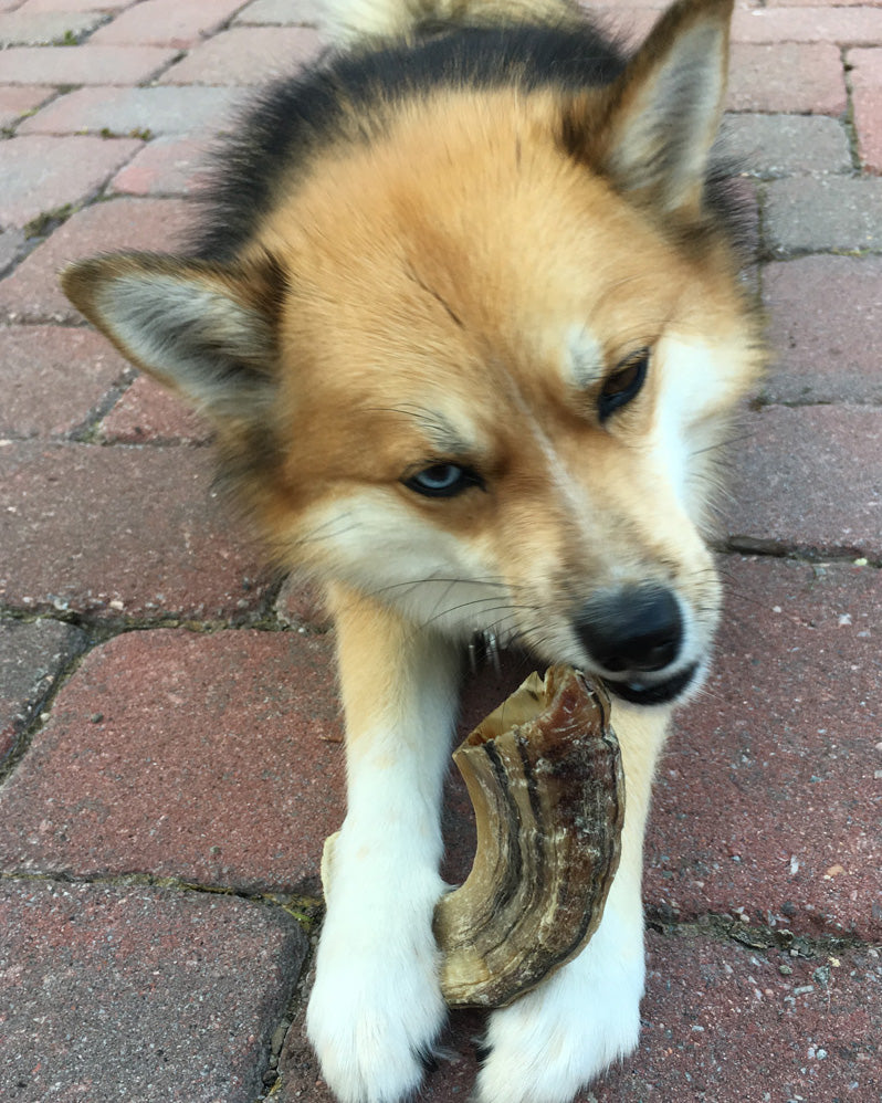 Lamb horns for dogs hotsell
