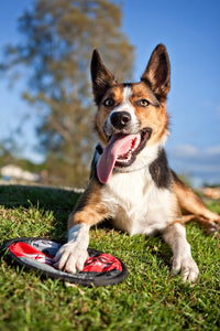 Fido Flyer ~ Durable Frisbee