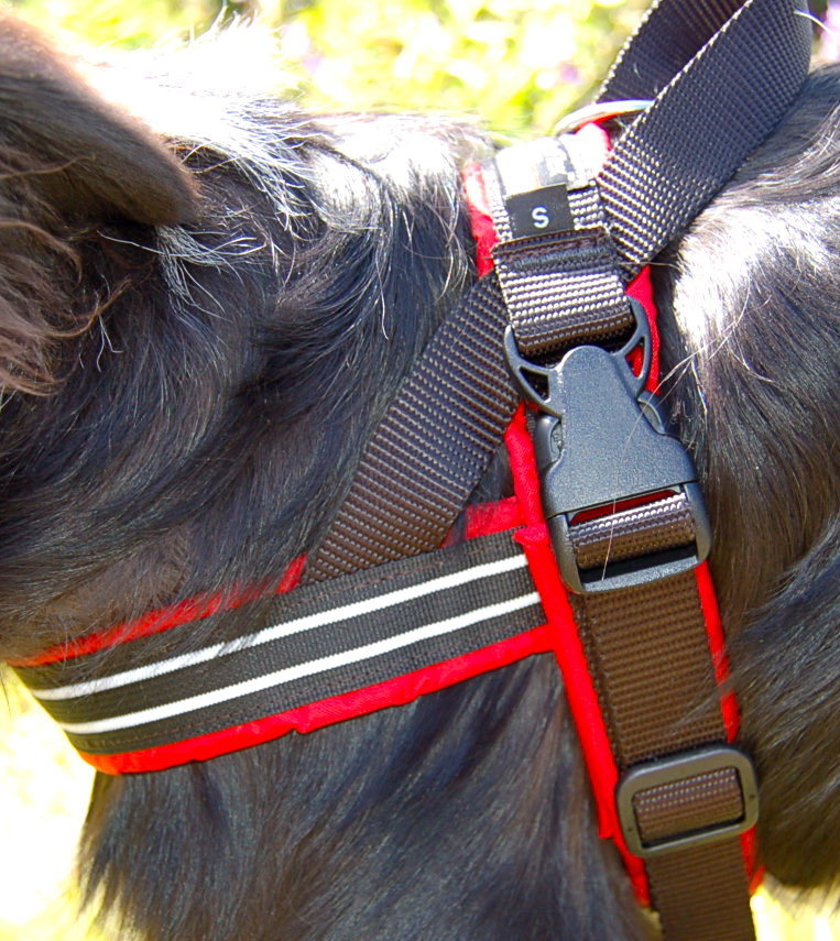 ComfortFlex Sport Harness ~ Multiple Colors – Planet Blue Dog