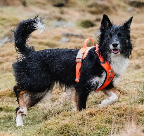 Hurtta Active Harness Leash Hurtta Active Harness Hurtta Venture