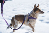 Zero Shock Dog Leash ~ Available in Multiple Colors