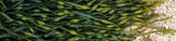 Organic Ocean Kelp ~ Natural Souce of Vitamins & Minerals