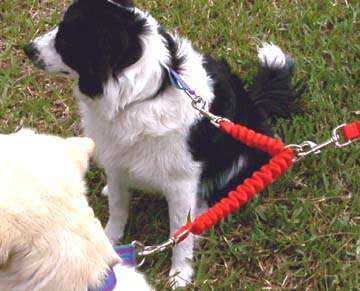 Bungee Couplers ~ Walk Your Dogs Tangle Free!