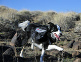 Summit Dog Backpack